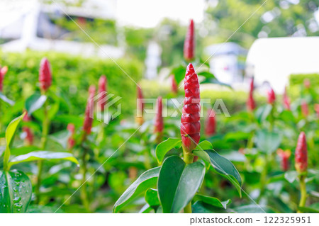 Top view of Indian Head Ginger or Red flower, focus selective 122325951
