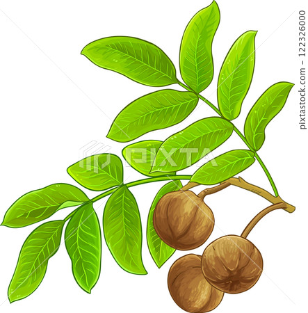 andiroba branch colored illustration 122326000