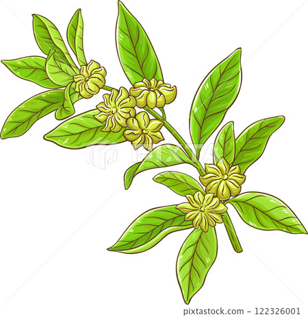 Anise Branch Colored Detailed Illustration. 122326001