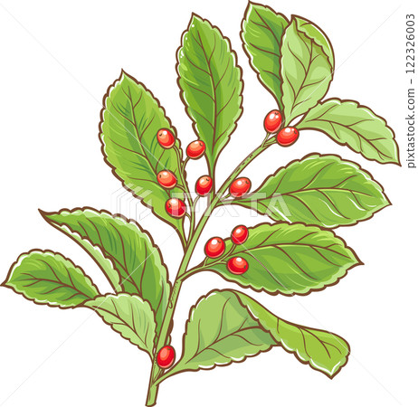 Yerba Mate Branch with Berries and Leaves Colored Detailed Illustration.  122326003