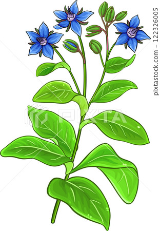 Borage Plant and Leaves Colored Detailed Illustration 122326005