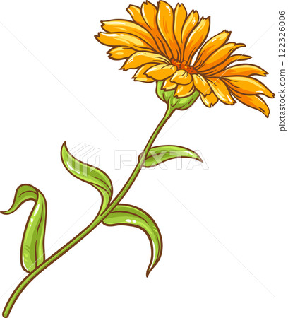 Calendula Plant with Flowers  and Leaves Colored Detailed Illustration 122326006