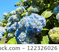 許多美麗的繡球花在陽光明媚的天氣裡綻放 122326026