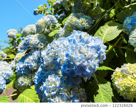 許多美麗的繡球花在陽光明媚的天氣裡綻放 122326026