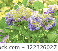 許多紫色繡球花被綠色葉子包圍 122326027