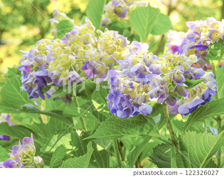 許多紫色繡球花被綠色葉子包圍 122326027