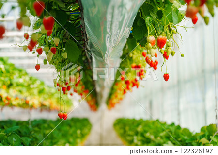 Strawberry picking in the house 122326197