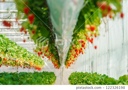 Strawberry picking in the house Strawberry picking in the house 122326198