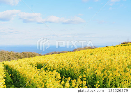 強姦花田和海 強姦花田和海 122326279