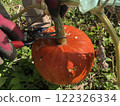 Kanayama Pumpkin 122326334