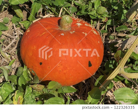 Kanayama Pumpkin Kanayama Pumpkin 122326335