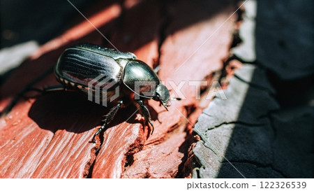 beetle on wood beetle on wood 122326539