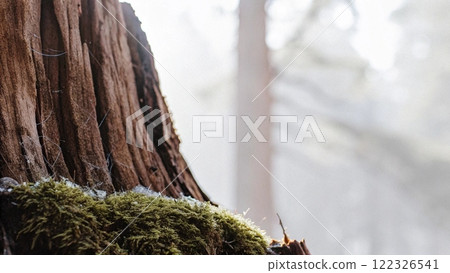 old wood on a tree stump 122326541