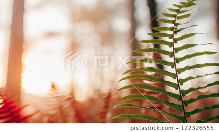 fern leaf in the garden fern leaf in the garden 122326555