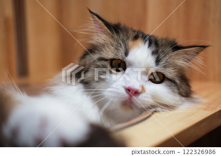 Close up of cute fluffy white cat lies in clear bubble bowl. Mixed breed cat between Maine Coon and Scottish Fold. 122326986
