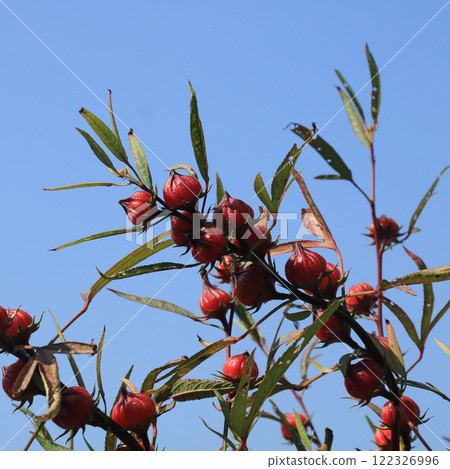 Hibiscus sabdariffa growing in Laos. 122326996