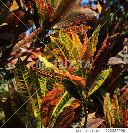 Green yellow croton plant growing in Laos. Green yellow croton plant growing in Laos. 122326998