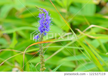 Purple flowers of the Veronica arbutifolia on the Kirigamine Plateau Purple flowers of the Veronica arbutifolia on the Kirigamine Plateau 122327119