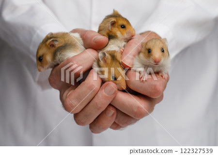 Domestic hamster in vet hands, closeup portrait Domestic hamster in vet hands, closeup portrait 122327539