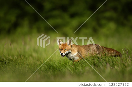 Portrait of a red fox walking in a meadow 122327552