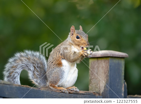 Grey squirrel eating nuts on a garden fence 122327555