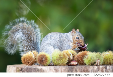 Grey squirrel eating sweet chestnut fruit on a tree stump in autumn 122327556