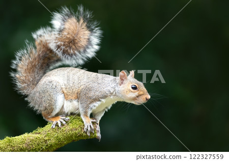 Grey squirrel standing on a mossy tree branch 122327559