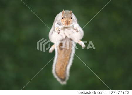 Close-up of a grey squirrel jumping Close-up of a grey squirrel jumping 122327560