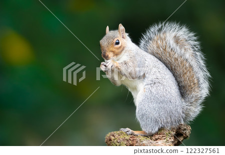 Grey squirrel eating nuts on a mossy tree branch 122327561