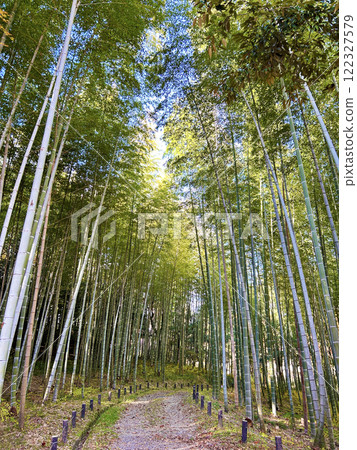 Scenery with bamboo grove 122327579