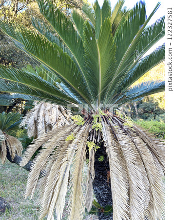 Scenery with cycads 122327581
