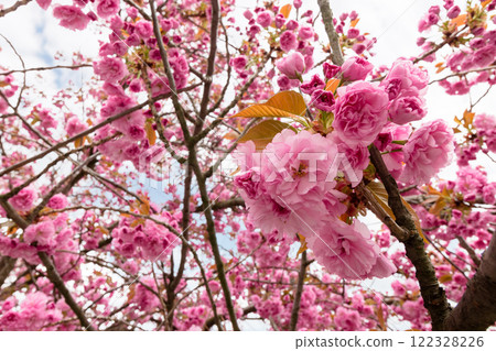 among sakura branches in spring. japanese culture. pink flowers of cherry tree in blossom. view up. natural background among sakura branches in spring. japanese culture. pink flowers of cherry tree in blossom. view up. natural background 122328226