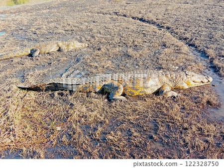 鱷魚喬貝河波札那 2 鱷魚喬貝河波札那 2 122328750