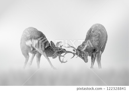 Two deers fight on of the fog on a light background 122328841