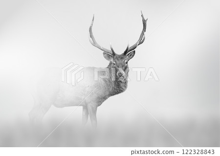 Deer comes out of the fog on a light background 122328843