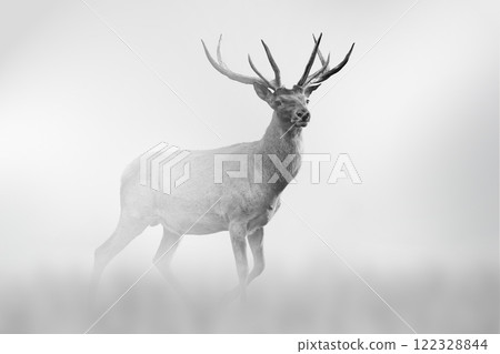 Deer comes out of the fog on a light background 122328844
