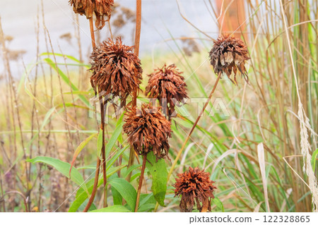 Dry Echinacea grows in meadow in autumn. Echinacea Marmalade is growing in garden. Plant of Aster family. Cottage garden. 122328865