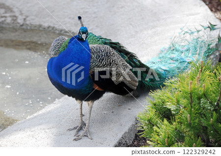 colorful peacock at Moscow Zoo colorful peacock at Moscow Zoo 122329242