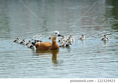 ogare family in the pond - adult birds and children 122329423