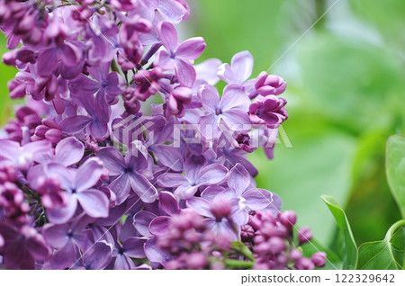 spring flowering of lilac spring flowering of lilac 122329642