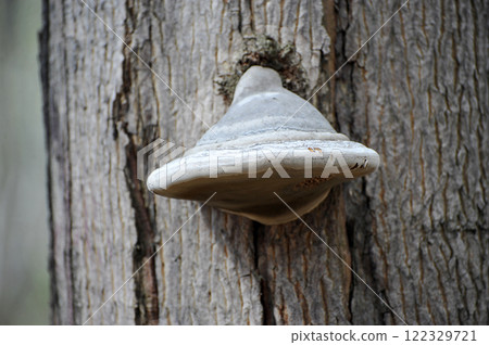 mushroom on a tree -  tree mushroom 122329721