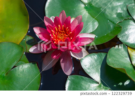 Red water lily surrounded by leaves in water Red water lily surrounded by leaves in water 122329739