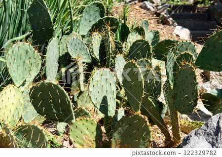 Opuntia Discata Cacti in the Sunlight of a Summer Day Opuntia Discata Cacti in the Sunlight of a Summer Day 122329782