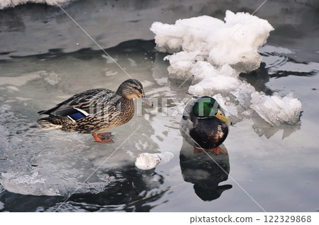 Ducks on ice - spring ice Ducks on ice - spring ice 122329868