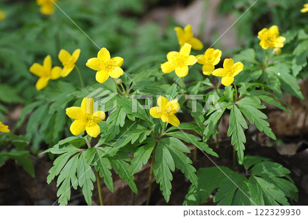 The yellow flower is a wintering spring flower The yellow flower is a wintering spring flower 122329930
