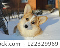young Welsh corgi dog lies in the snow 122329969