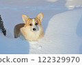 young Welsh corgi dog lies in the snow 122329970
