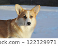 young Welsh corgi dog lies in the snow 122329971