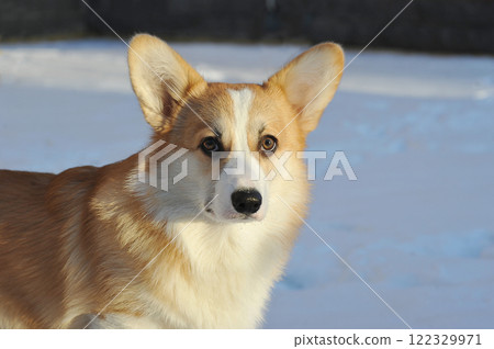 young Welsh corgi dog lies in the snow 122329971