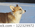 young Welsh corgi dog lies in the snow 122329972